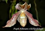 Paph. Nibeum x Killpakingii_0233