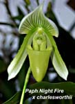 Paph. Night Fire x charlesworth_0209