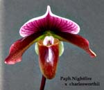 Paph. Nightfire x Charlesworthii 0017