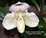 Paph. Niveum fma Alba x Paph IN-Charm_8533