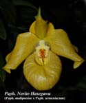 Paph. Norita Hasegawa_9745