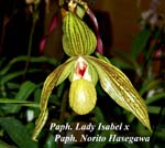 Paph. Norito Hasegawa_5916