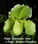 Paph. Olympian Yard x Paph. Maiden Paradise _5044