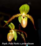 Paph. Paul Parks x primulinum_5674