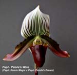 Paph. Petulas Wine _2023