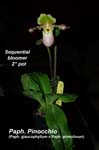 Paph. Pinocchio (Paph. glaucophyllum x Paph. primulinum)_0837