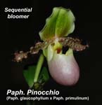 Paph. Pinocchio (Paph. glaucophyllum x Paph. primulinum)_0840