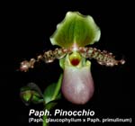 Paph. Pinocchio (Paph. glaucophyllum x Paph. primulinum)_0877