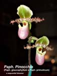 Paph. Pinocchio (Paph. glaucophyllum x Paph. primulinum)_1345
