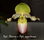 Paph. Pinocchio x Paph. moquet_0919