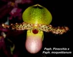 Paph. Pinocchio x Paph. moquettianum_9957