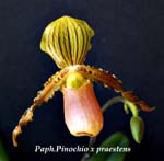 Paph. Pinochio x praestens_0454