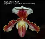 Paph. Playas Peak (Paph. Ocean Canyon x Paph. Winston Churchill)_5677