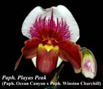 Paph. Playas Peak (Paph. Ocean Canyon x Paph. Winston Churchill)_5681