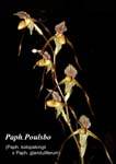 Paph. Poulsbo_8784