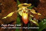 Paph. Prime Child (Paph. rothschildianum x Paph. primulinum)_0375