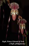 Paph. Prince Edward of York x Paph. philippinense _5544