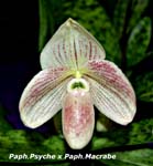 Paph. Psyche x Paph Macrabe_4281
