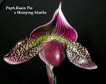Paph. Rasin Pie x Hsinying Marfio 3327