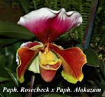 Paph. Rosecheck x Paph. Alakazam_5078