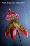 Paph. Ruby Mist x Macabre_1138