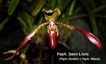 Paph. Saint Louis (Paph. Dowleri x Paph. Nitens)_9937