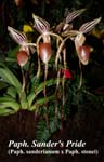 Paph. Sanders Pride_8640
