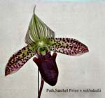 Paph. Satchel Paige x sukhakulii