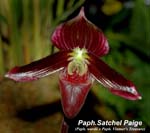 Paph. Satchel Paige_5653