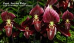 Paph. Satchel Paige_9560