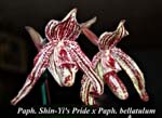 Paph. Shin-Yi's Pride x Paph. bellatulum_5659
