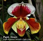 Paph. Sioux (Paph. Winston Churchill x Paph. Gigi)_5094