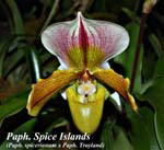 Paph. Spice Islands (Paph. spicerianum x Paph. Troyland)_5096