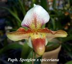 Paph. Spotglen x spiceriana_5606