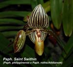 Paph. St Swithin_9683