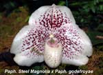 Paph. Steel Magnolia x Paph. godefroyae_4664