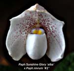 Paph. Sunshine Glory x Paph niveum _6047
