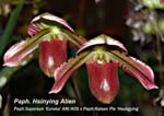 Paph. Supersuk Eureka AM_AOS x Paph Raisen Pie Hsubgying _6428