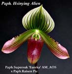 Paph. Supersuk Eureka AM_AOS x Paph Raisen Pie Hsubgying x sib 1863
