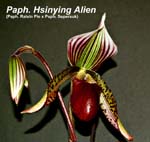 Paph. Supersuk 'Eureka' AM_AOS x Paph Raisen Pie 'Hsubgying x sib _2922