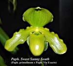 Paph. Swet Sunny South_9969