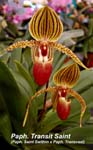 Paph. Transit Saint_0278