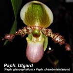 Paph. Utgard (Paph. glaucophyllum x Paph. chamberlainianum)_9961