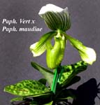 Paph. Vert x Paph Maudiae 2950