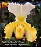 Paph. Via Monchos Ninos x Paph Elfstone _8428