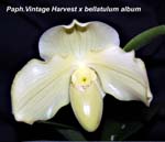 Paph. Vintage Harvest x bellatulum album_9973