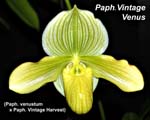 Paph. Vintage Venus_9965
