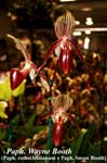 Paph. Wayne Booth_2283
