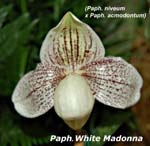 Paph. White Madonna_4361