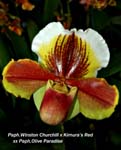 Paph. Winston Churchill x Kimuras Red xx Olive Paradise_5953